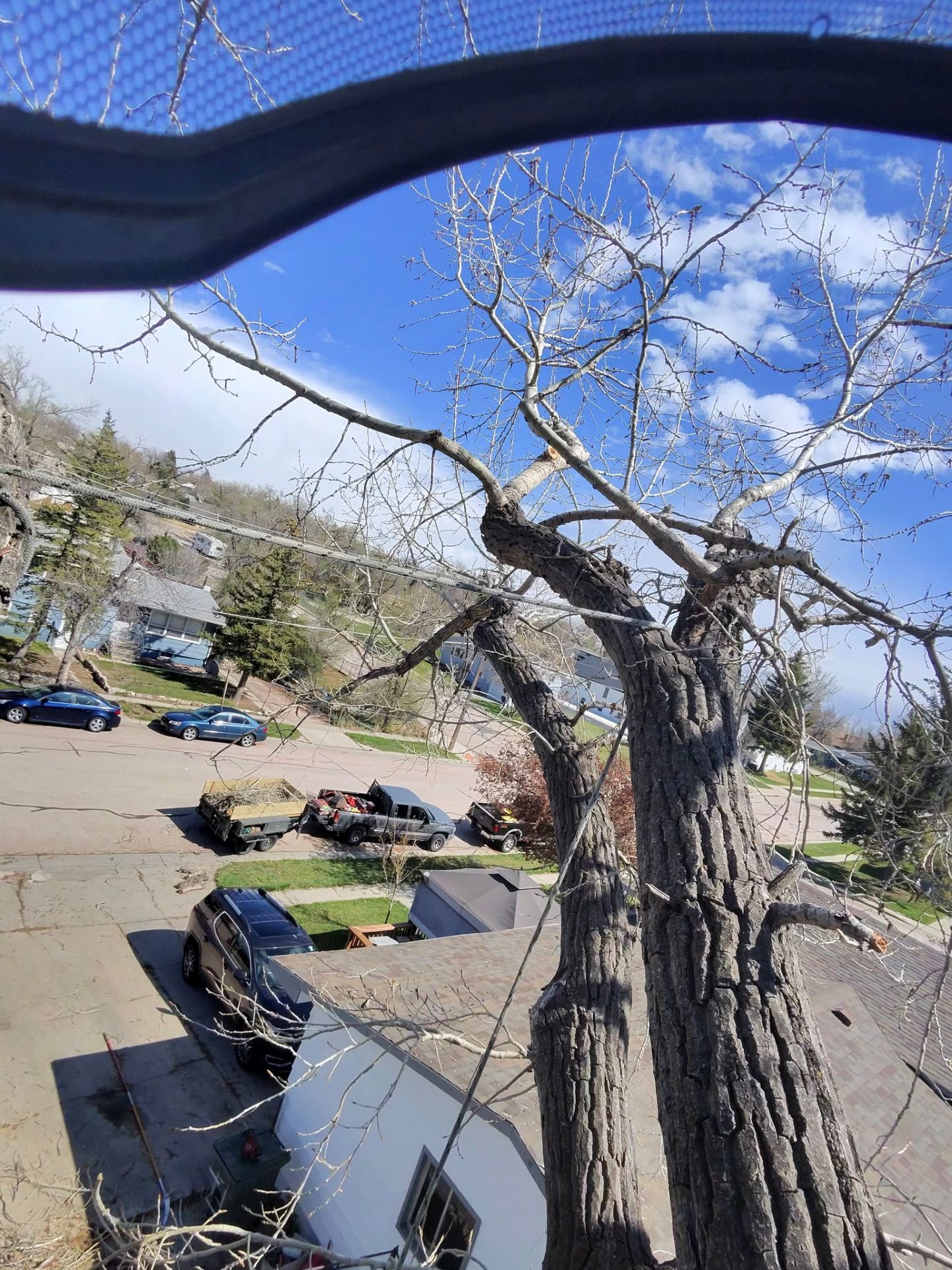 Leafless tree overlooking parked cars on a sunny street with blue sky and clouds.
