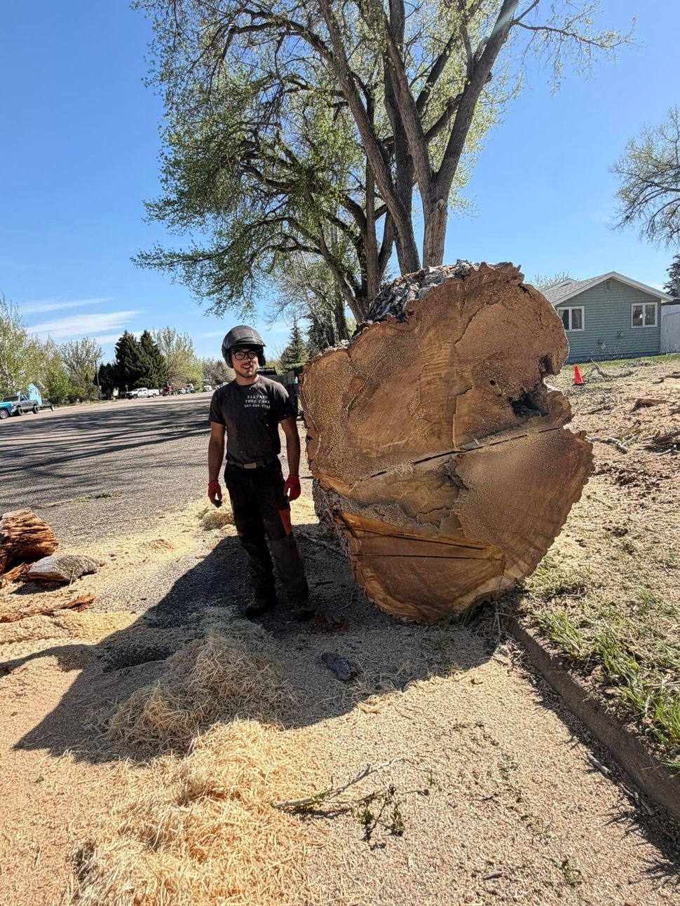 Worker standing beside a huge uprooted tree root ball on a roadside