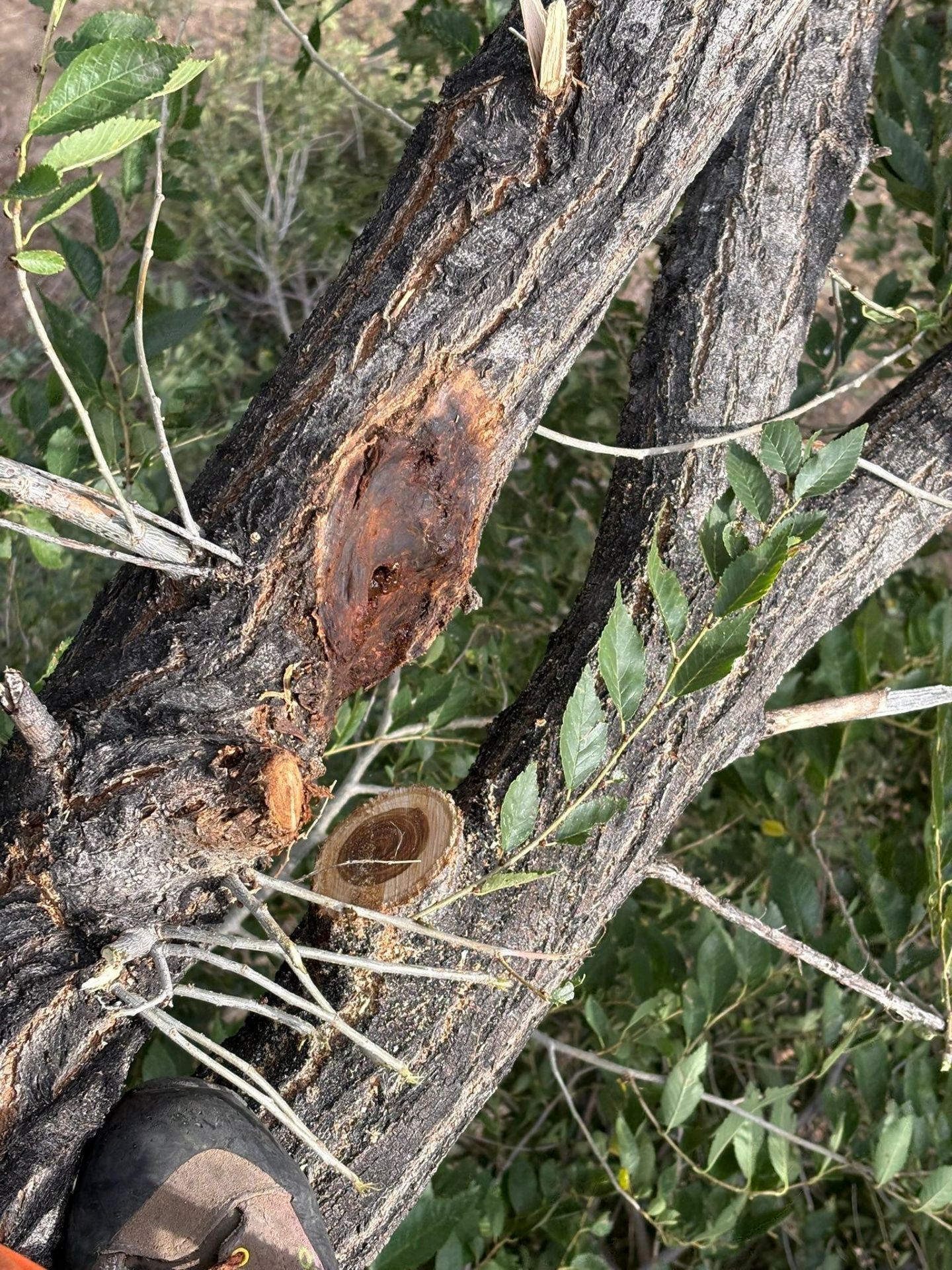 Tree trunk with a large bark wound and a saw-cut branch, surrounded by green foliage and twigs