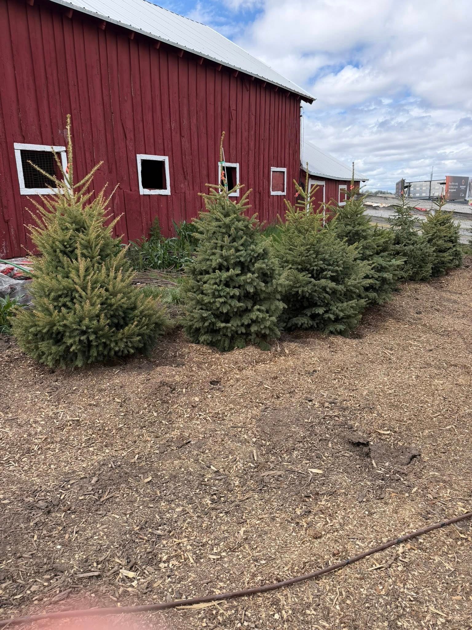 Red barn beside gravel yard with small evergreen shrubs under a cloudy sky.
