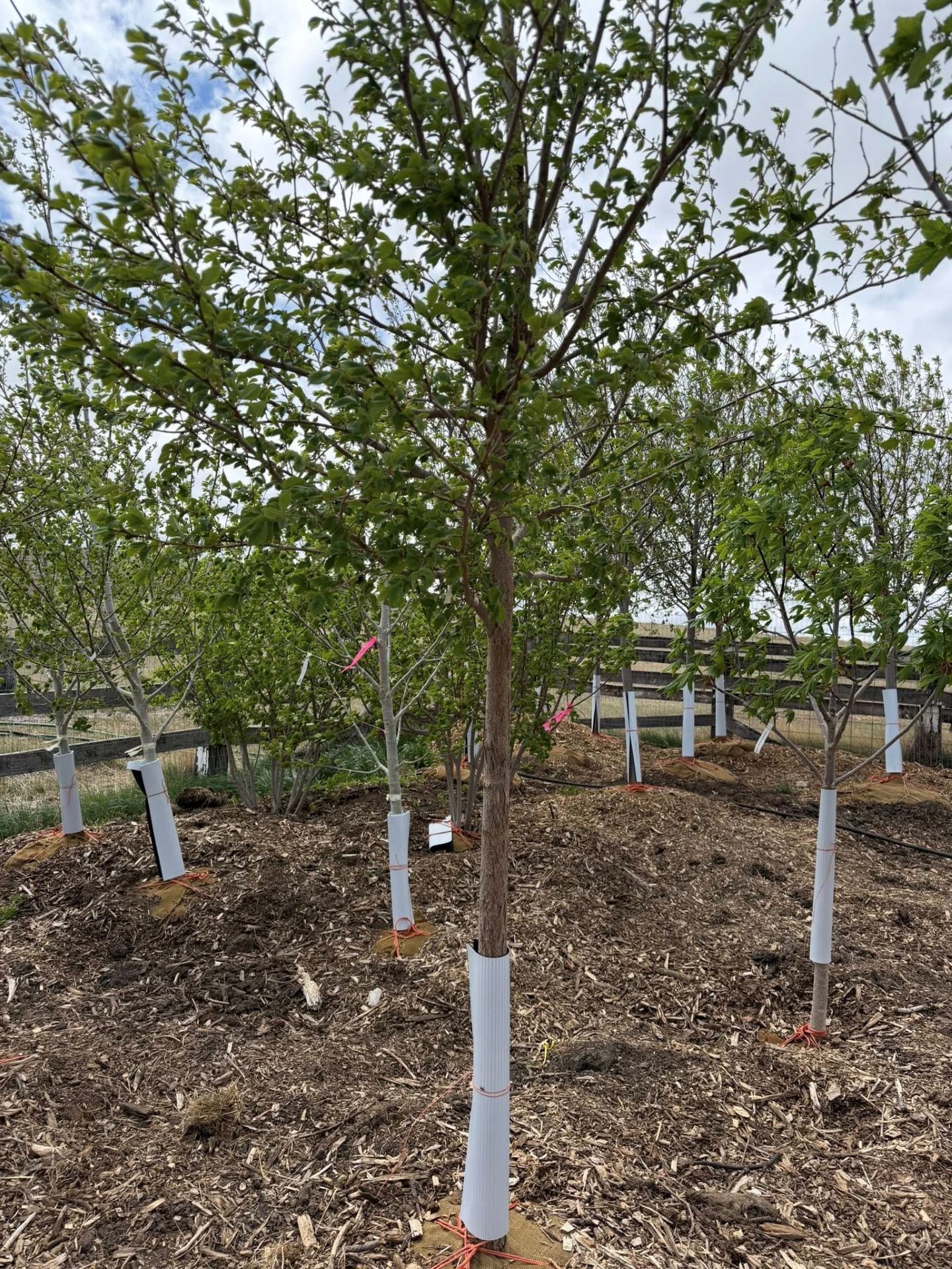 Young trees in a mulched orchard, each trunk wrapped in white guards, under a cloudy sky.