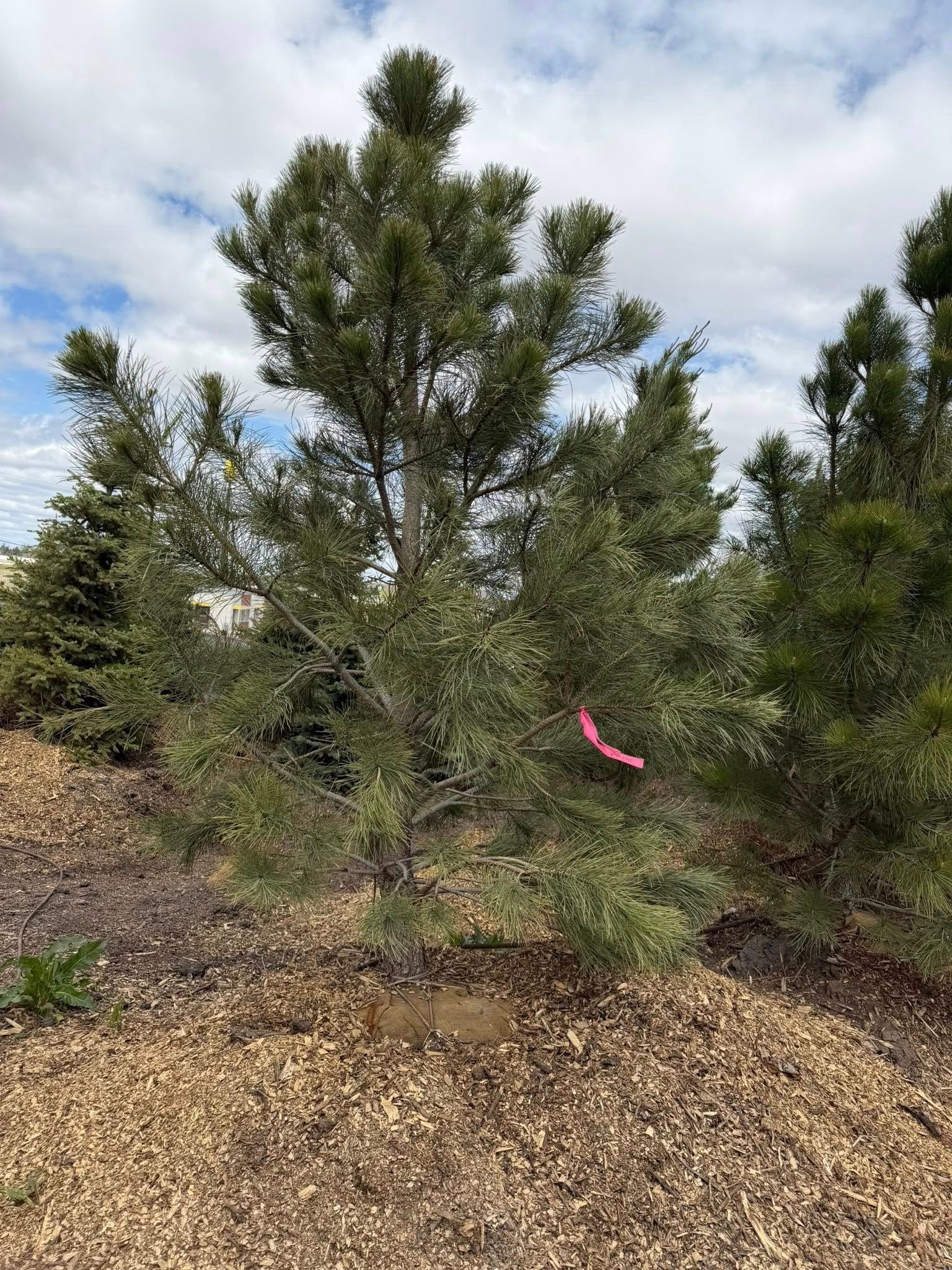 Young evergreen tree with a pink ribbon in a mulched outdoor planting area under a cloudy sky