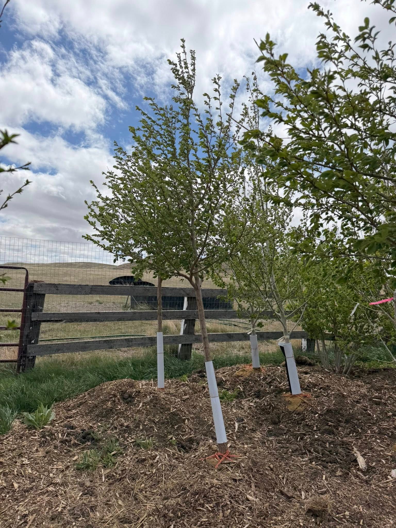 Young tree staked in mulch beside a wooden fence under a cloudy sky