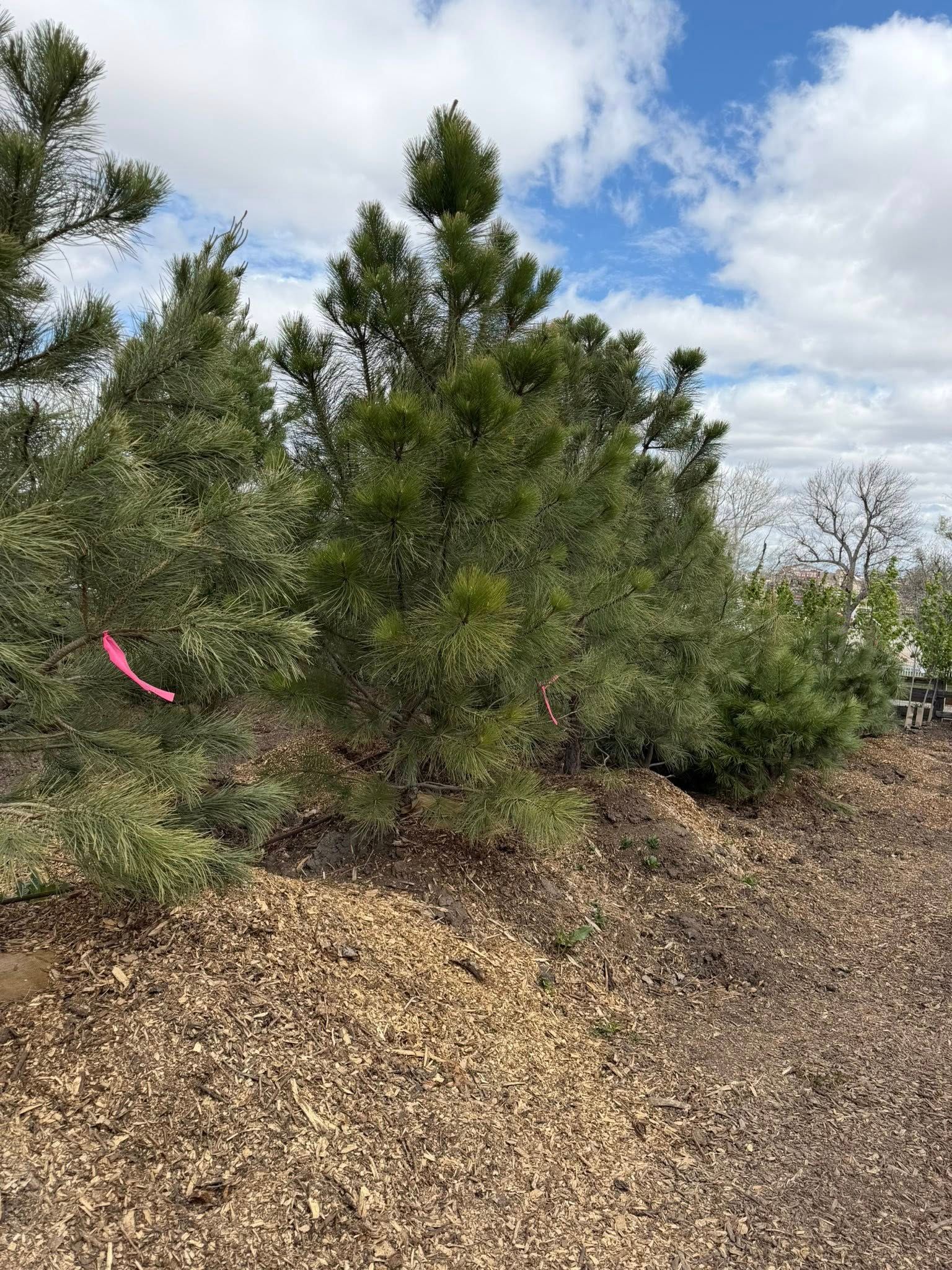 Shrubland with green bushes, wood chips, and a cloudy blue sky