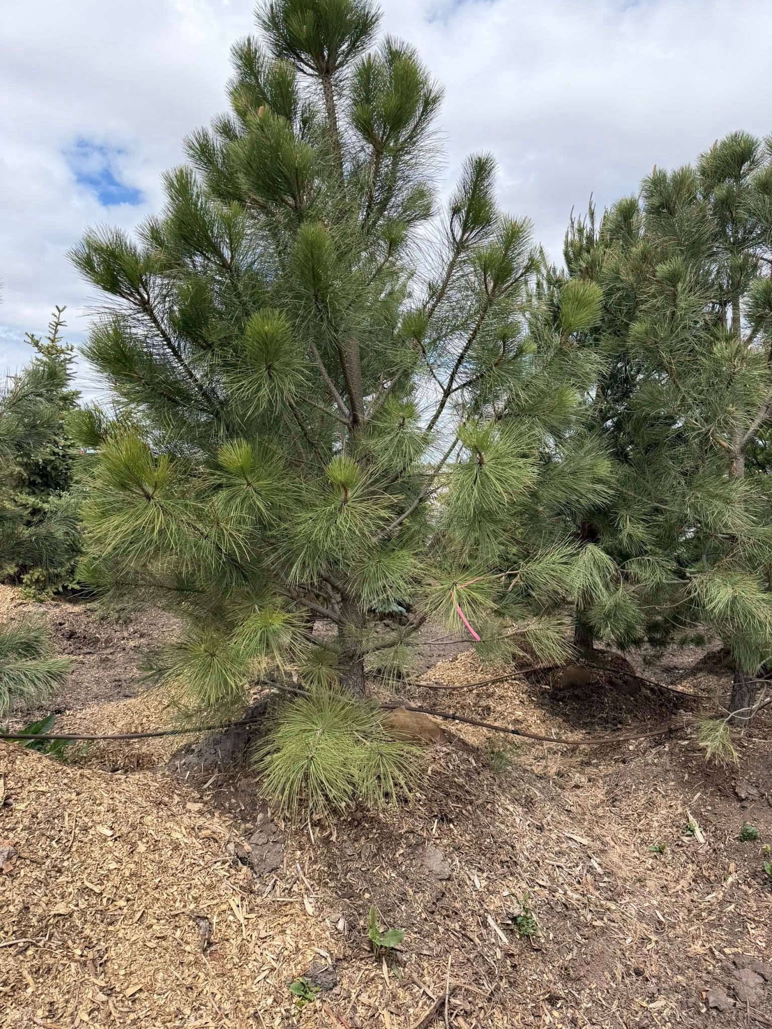 Young pine trees in a rocky clearing under a cloudy sky