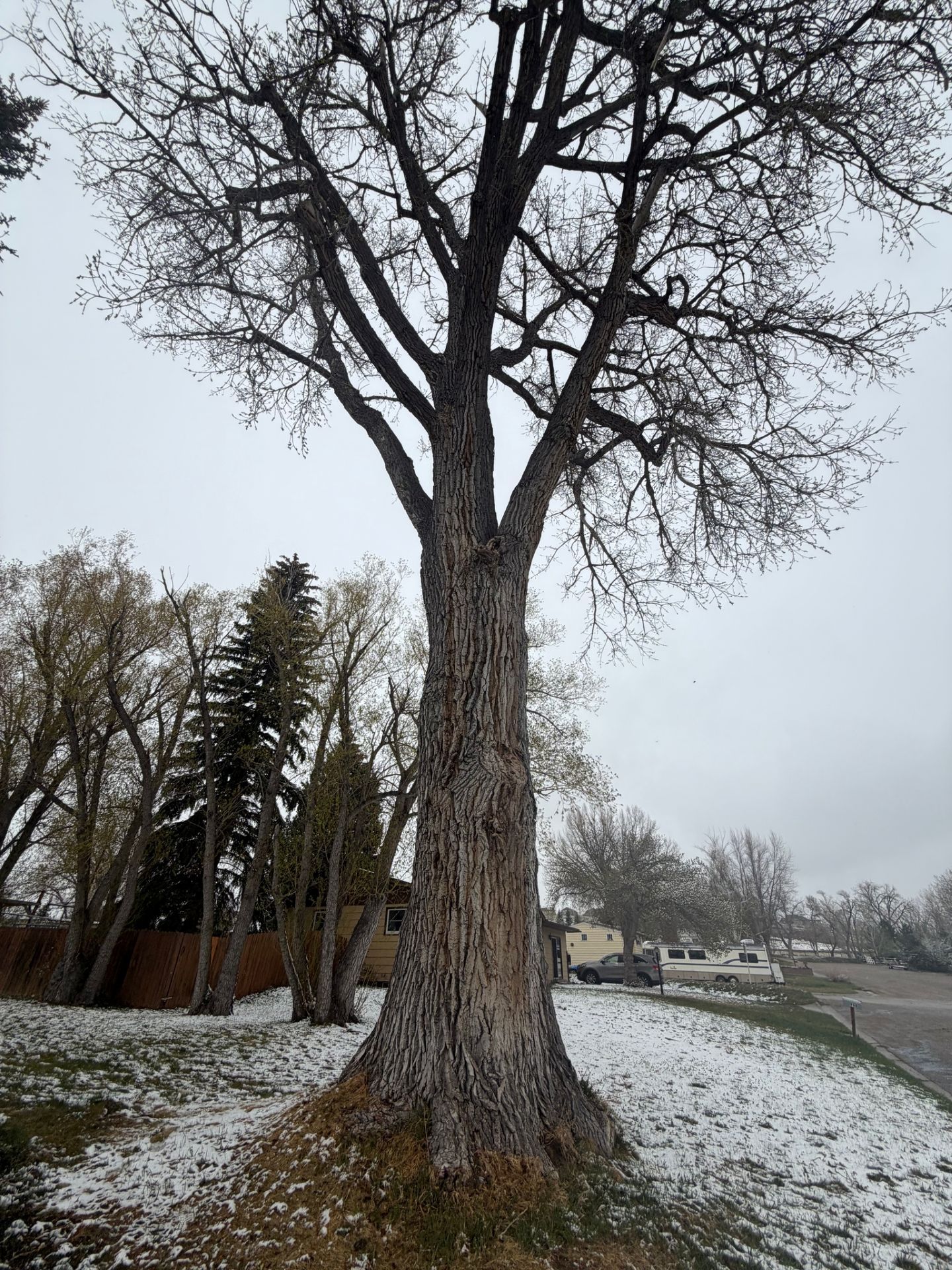 Tall leafless tree in a snowy yard beside a road on a cloudy winter day