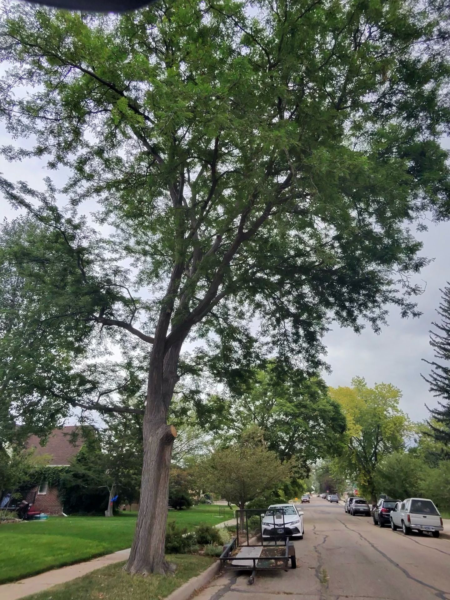 Tree-lined residential street with parked cars, sidewalk, and benches under a large leafy tree