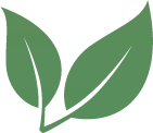 Two green leaves, stem at the bottom.