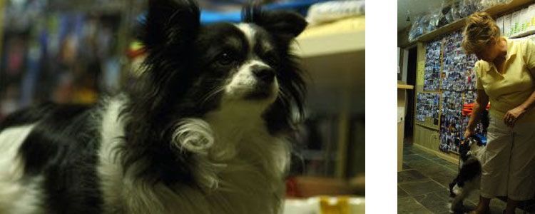 A black-and-white dog sits indoors, shown in a close-up and a wider shot with a person standing nearby.