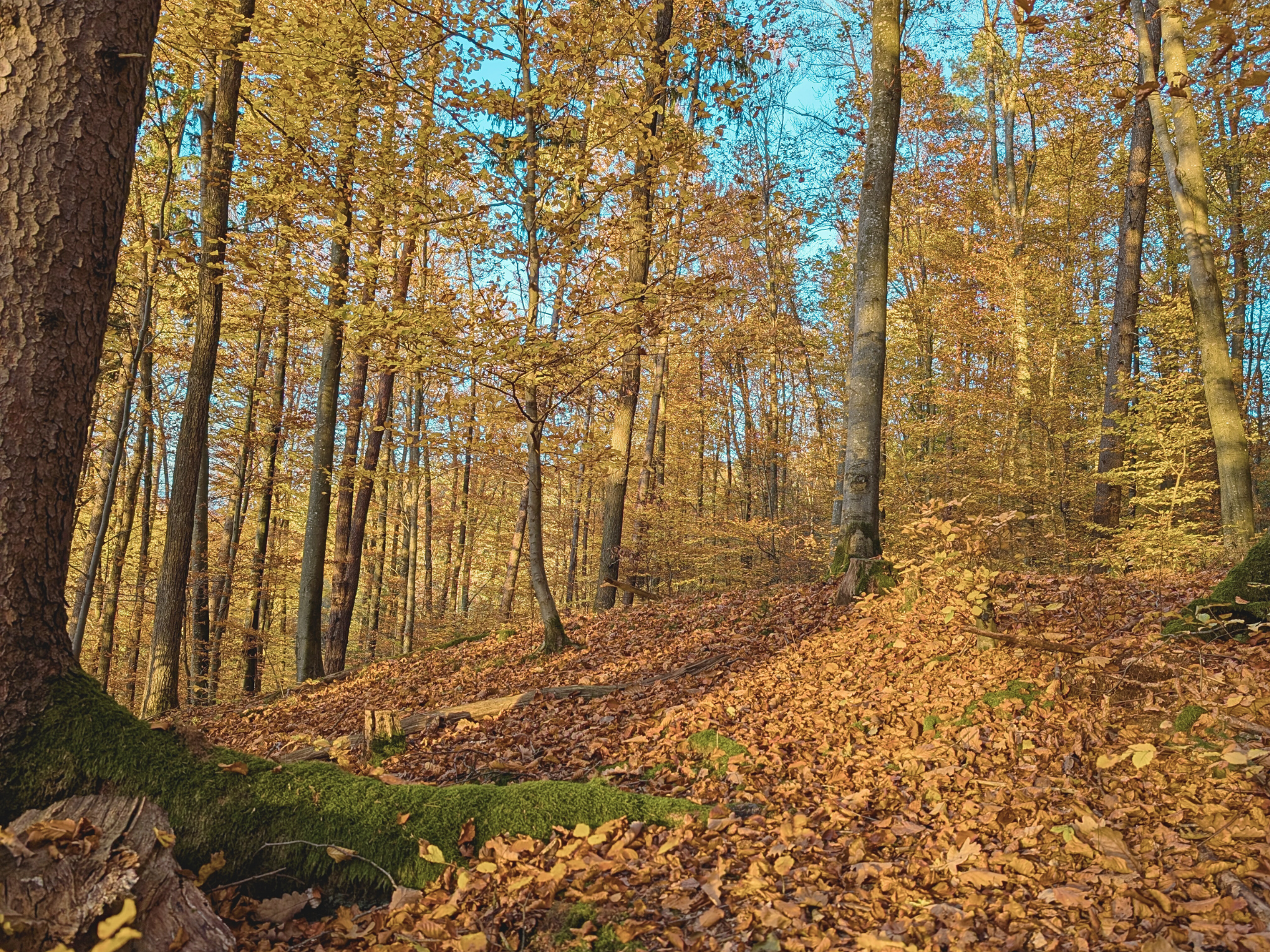 Herbstwald mit hohen Bäumen und einem laubbedeckten Pfad im goldenen Sonnenlicht