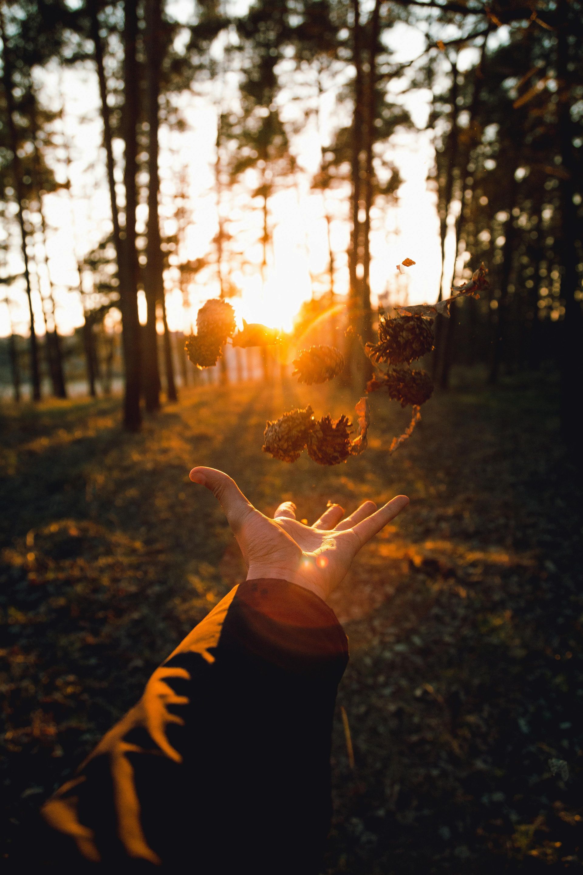 Eine ausgestreckte Hand in einem sonnenbeschienenen Wald fängt eine leuchtende Blume im Sonnenuntergang auf.