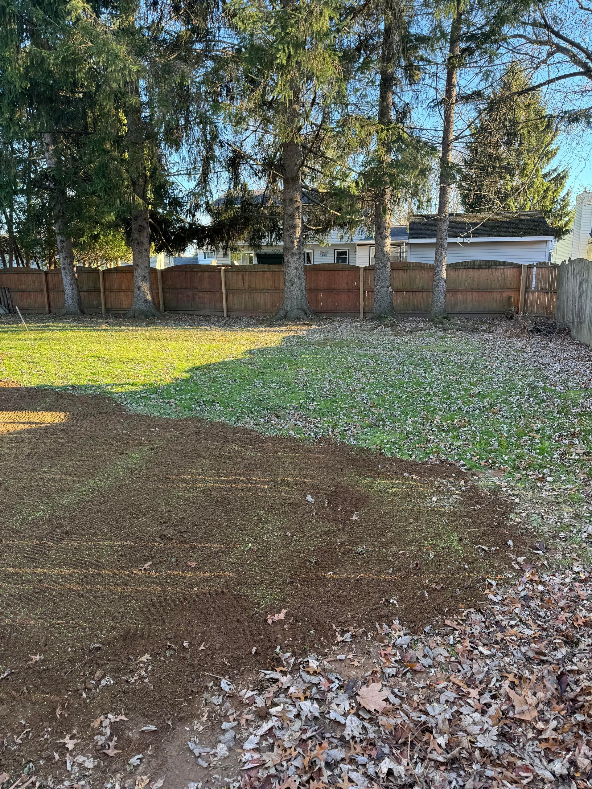 Backyard scene with trees, a fence, and leaves on the ground. Mostly green grass with some leaves and dirt.