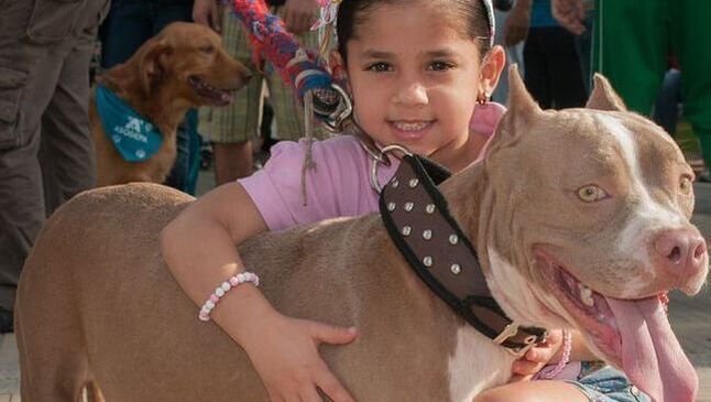 Girl hugging a tan dog wearing a black studded collar, with another dog in the background