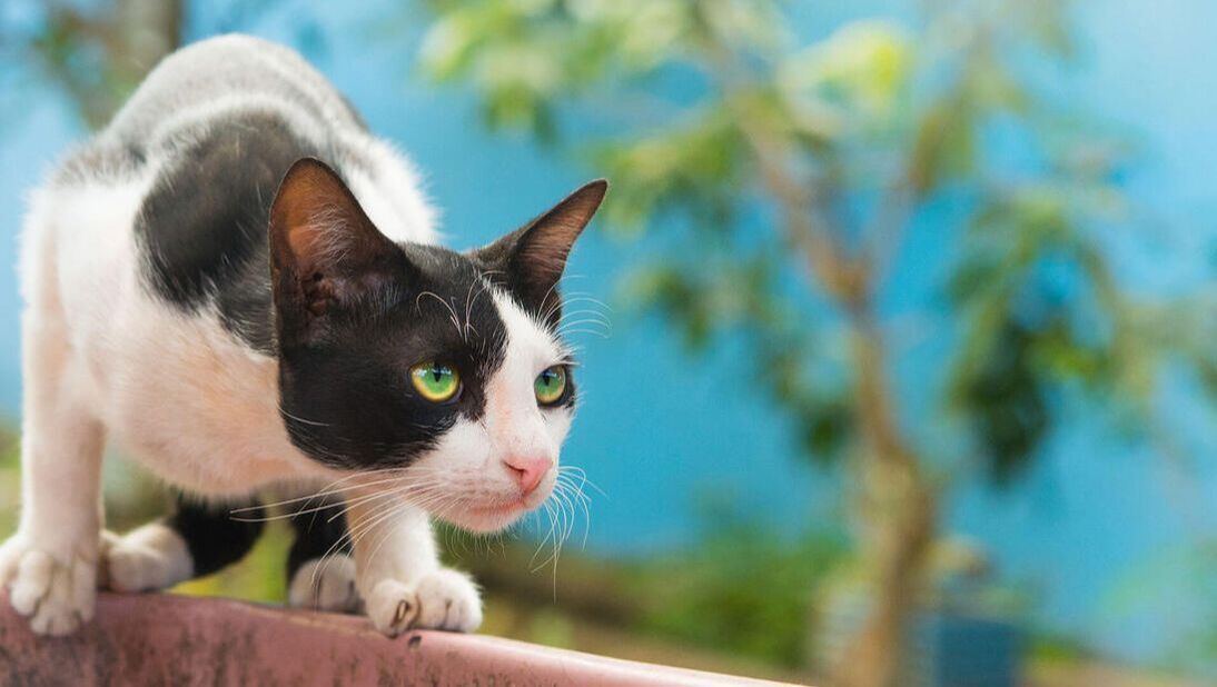Black-and-white cat crouching on a ledge, looking alert against a blue sky backdrop
