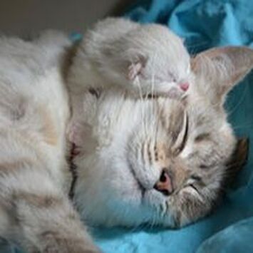Sleeping cream-colored cat on a blue blanket, resting with one paw over its face.