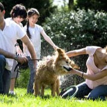 People petting a golden dog on grass in a sunny park