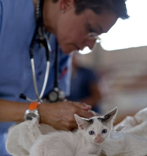 Veterinarian examining a white kitten with a stethoscope on a table