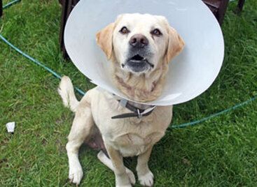 Yellow Labrador wearing a white cone collar sitting on grass outdoors