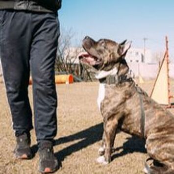 Brindle dog sitting on grass beside a person’s legs outdoors, looking up with mouth open.