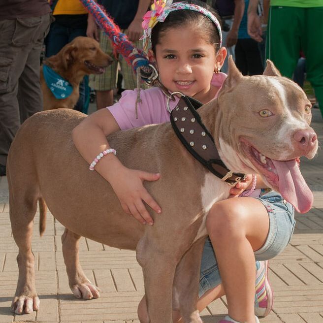 Smiling child hugging a tan pit bull outdoors on a paved walkway, with another dog in the background