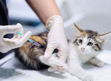Gloved hands giving a cat a veterinary injection while the cat lies on a clinic table