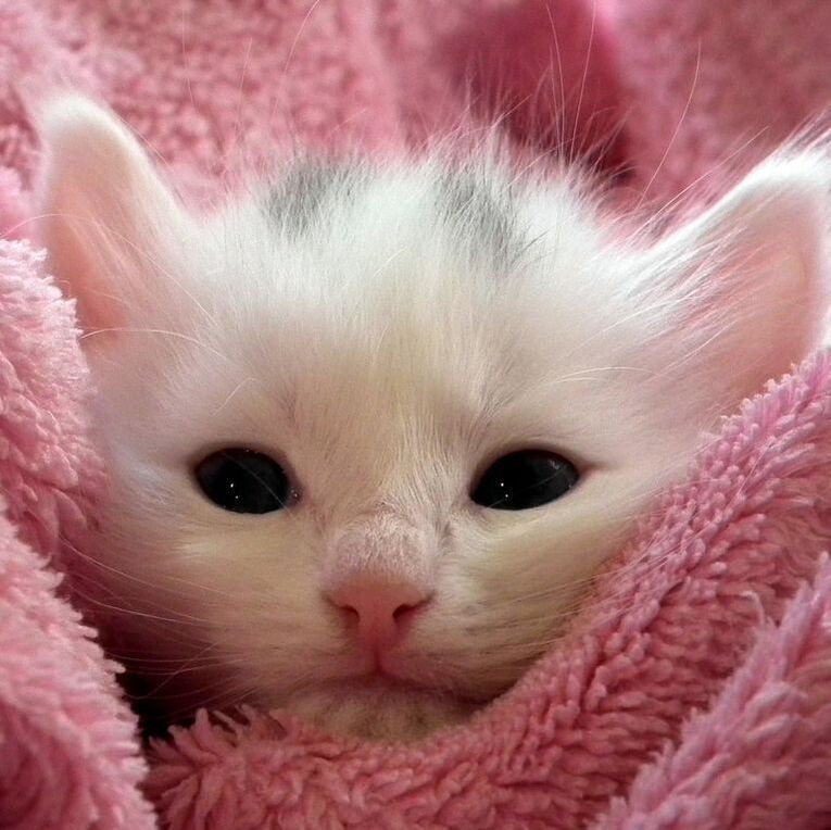 White kitten nestled in a pink blanket, with wide dark eyes and tiny pink nose
