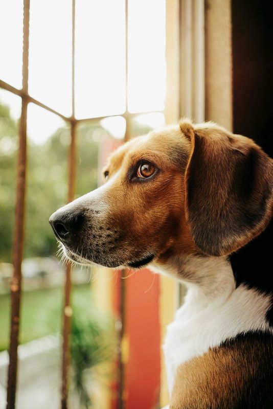 Brown-and-white dog gazing out a window with sunlight streaming in