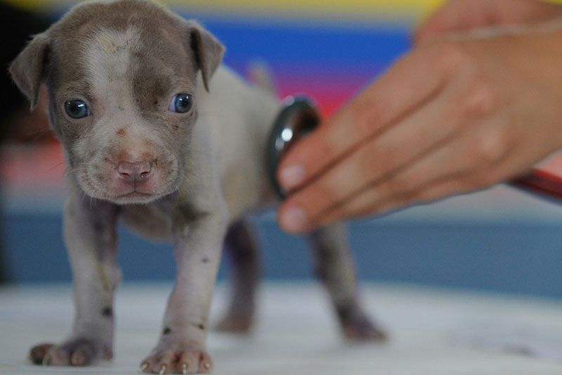 Tiny gray puppy standing while a hand examines it with a stethoscope