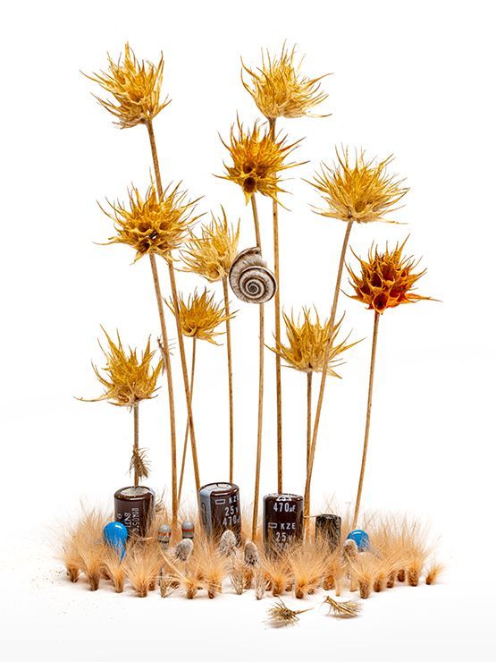macro spines seeds geel bloemen slakkenhuis foto Umit Catak