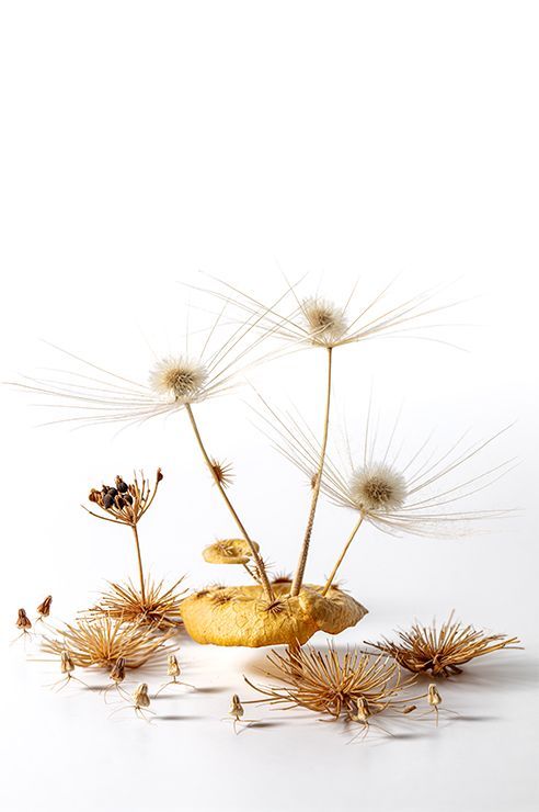 Gedroogde planten op een witte achtergrond: pluizige zaadhoofdjes, stekelige zaaddozen en kleine zaadjes gegroepeerd rond een poreuze, lichtbruine steen.