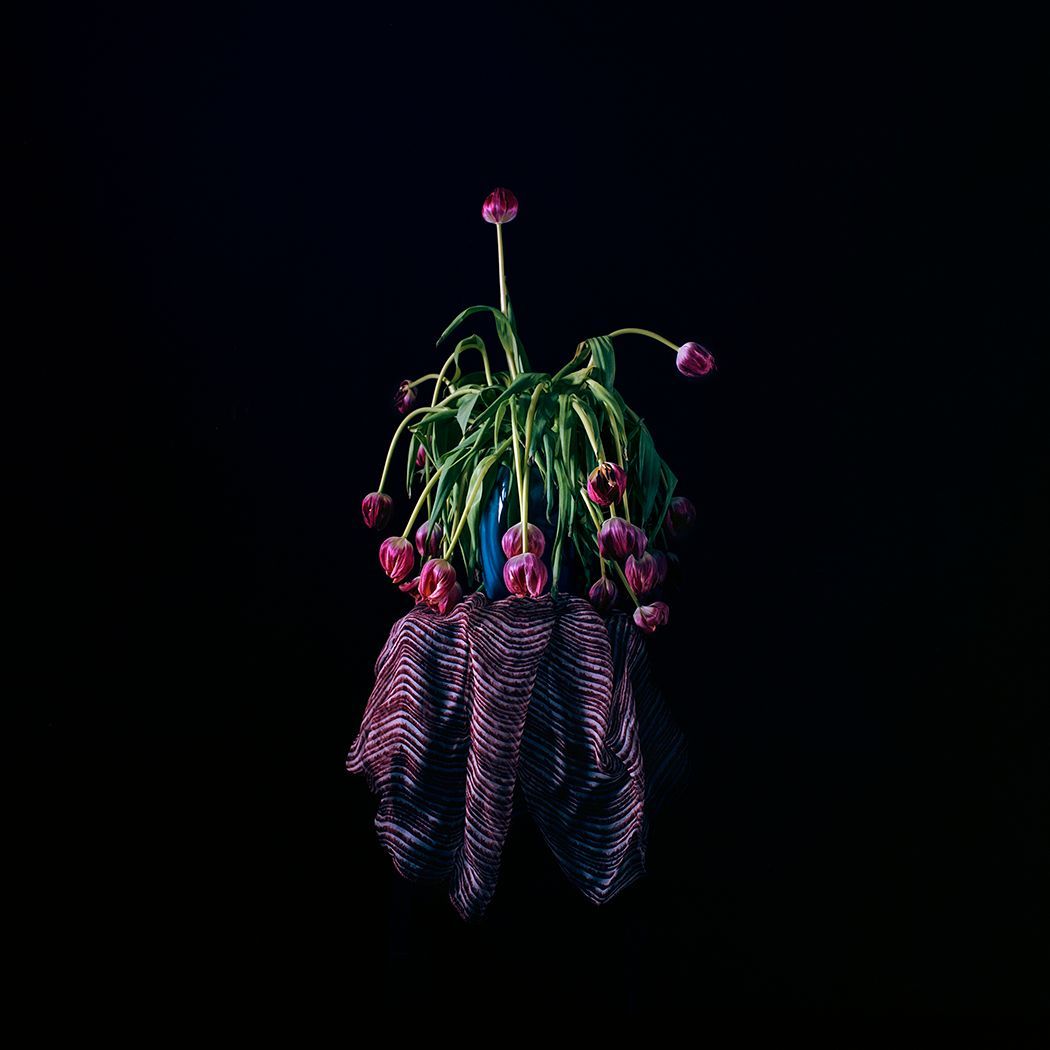 Boeket verwelkte tulpen in een blauwe vaas, donkere achtergrond. Gordijn eronder met paarse accenten.