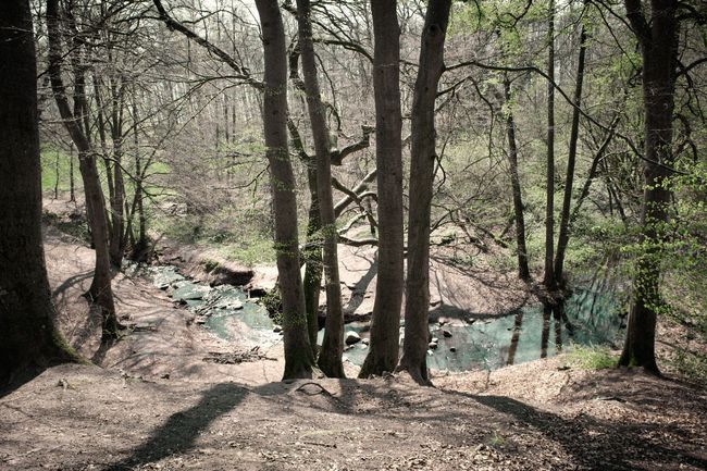 Lichter Wald mit markanten Baumstämmen und Frühlingsgrün und gewundenem Fluss
