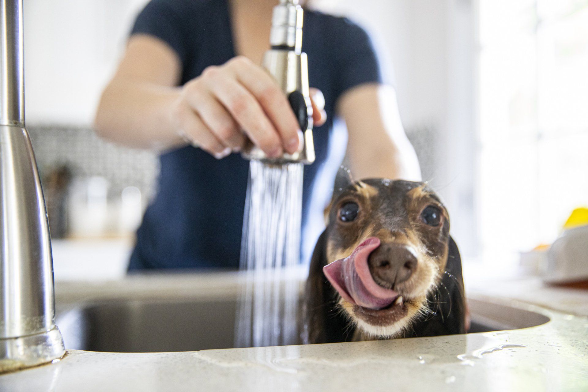 A woman is washing a dog in a kitchen sink.