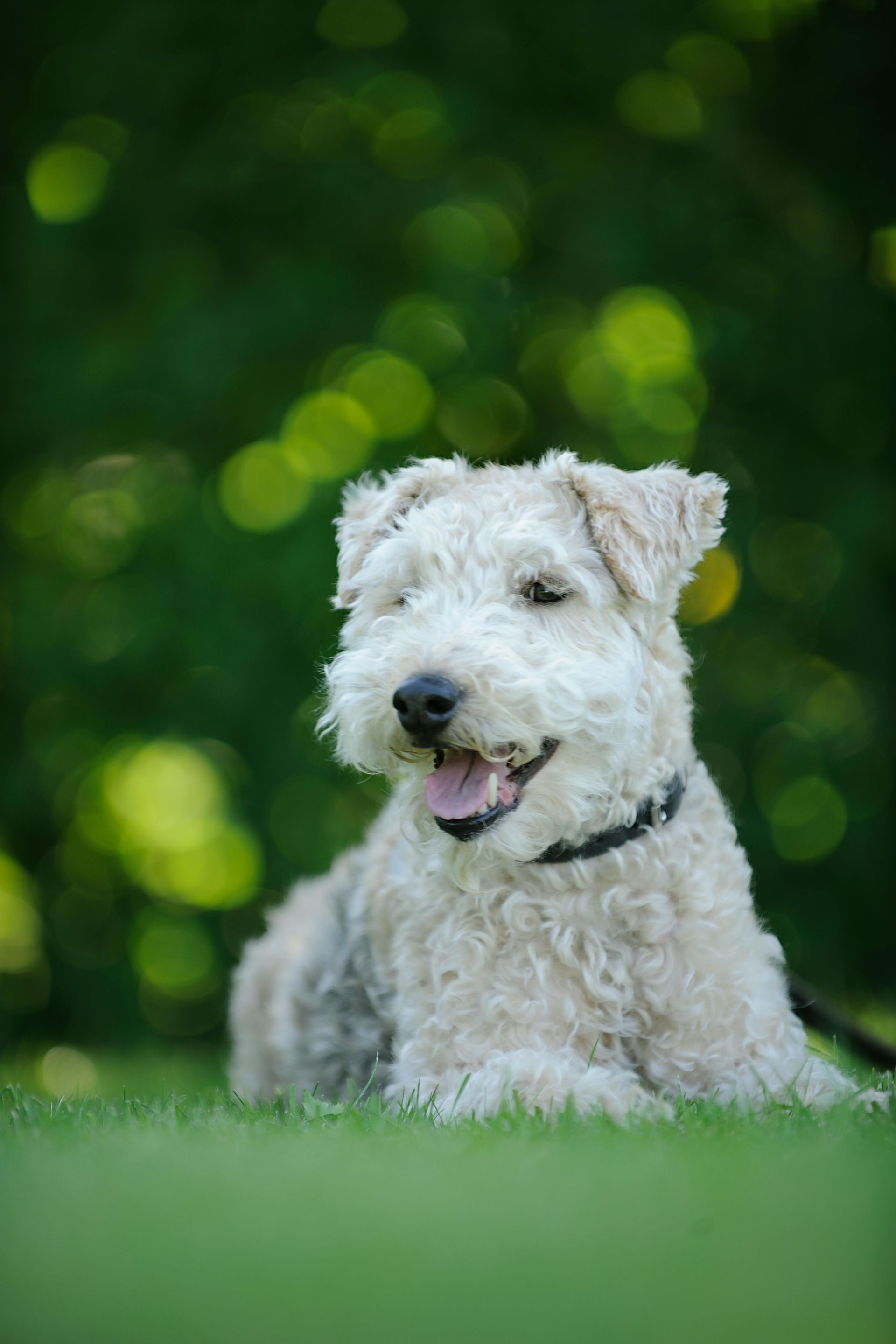 Hepburn Dog license