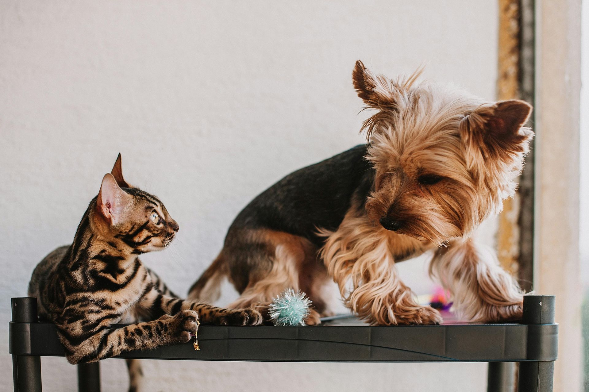 cat and dog pet tag Hepburn