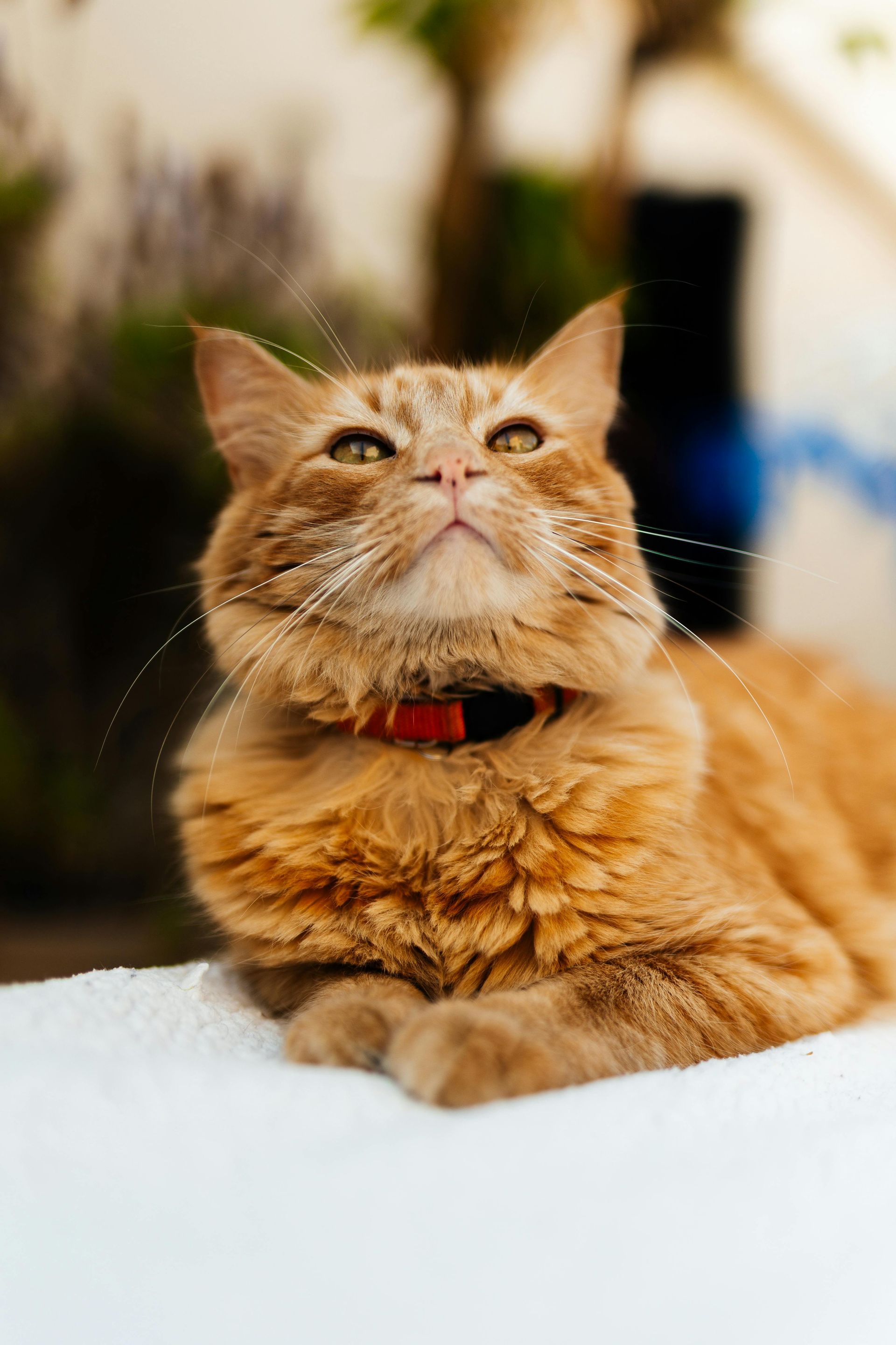 Hepburn cat license