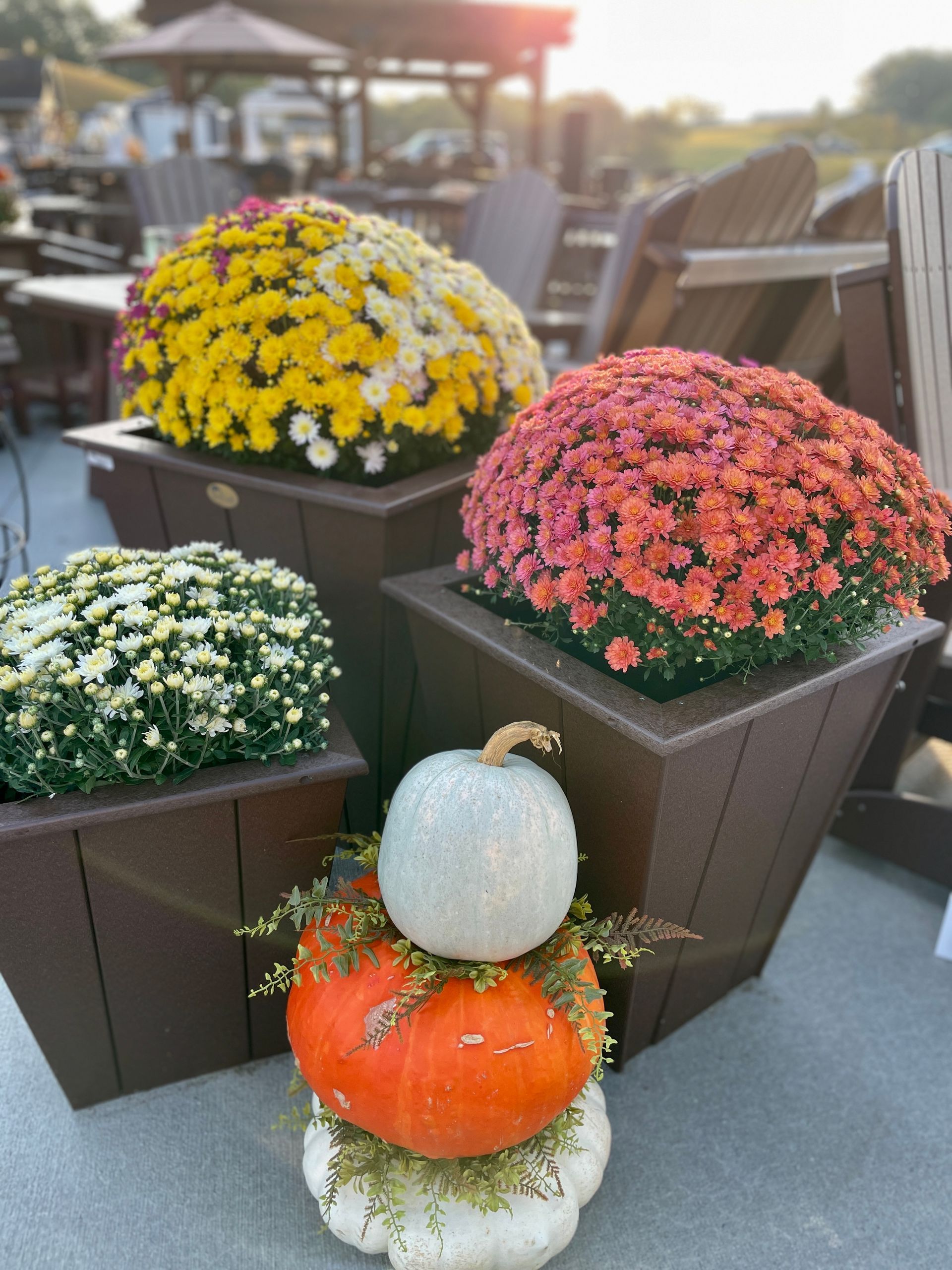 Mums in brown planters with pumpkins stacked below, set on a patio.