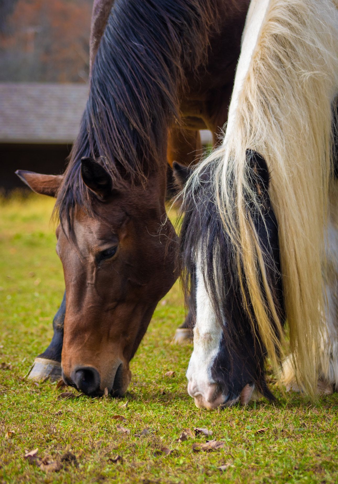 long shadows horses charitable foundation