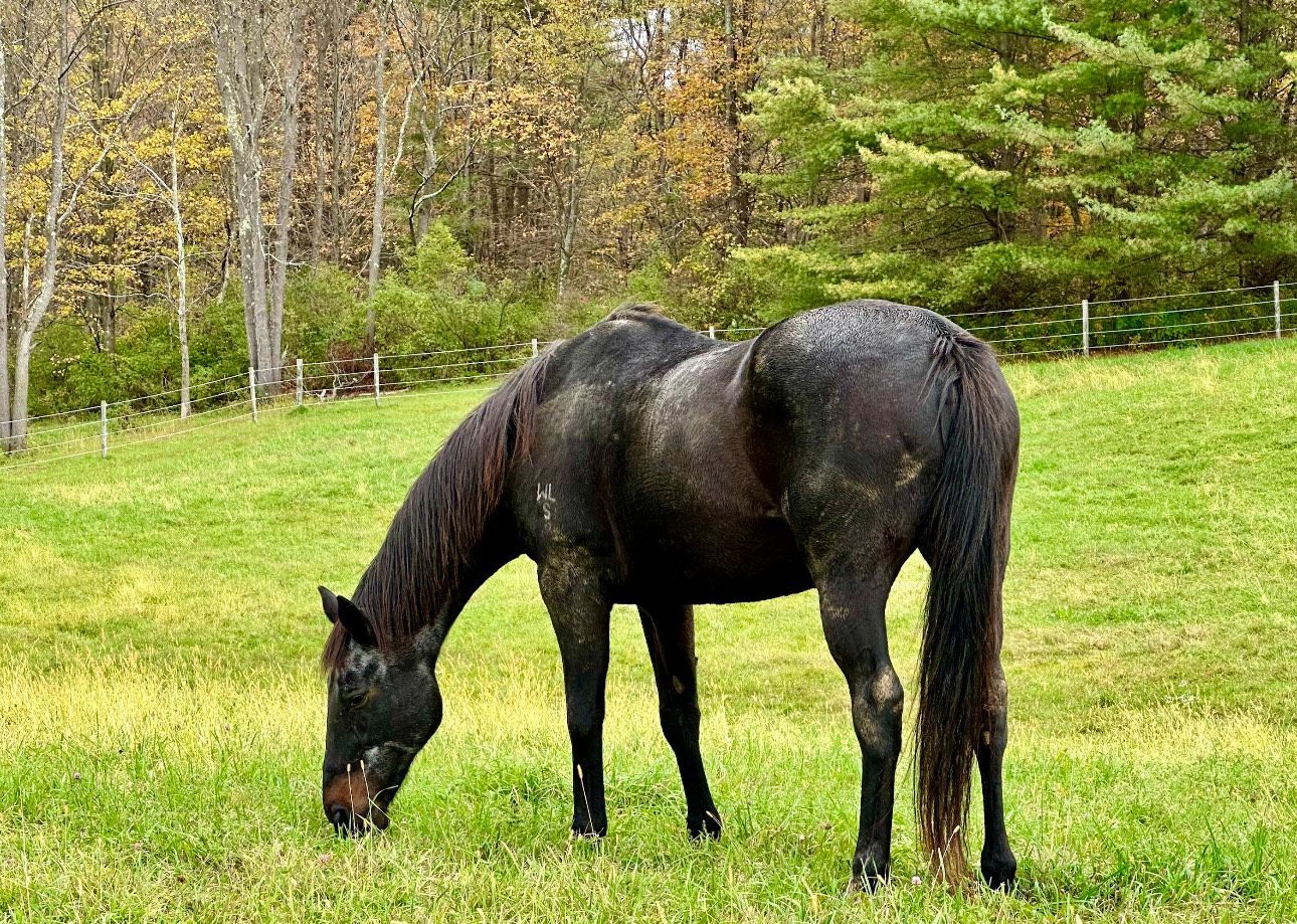 Horse Rescue Cambridge new york