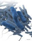 Cluster of blue bacteria-like rods under a microscope on a white background