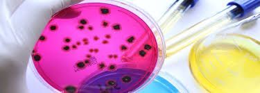 A petri dish filled with pink liquid next to a pipette.