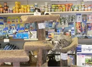 Two cats on a cat tree in a pet supply store; shelves stocked with products are in the background.