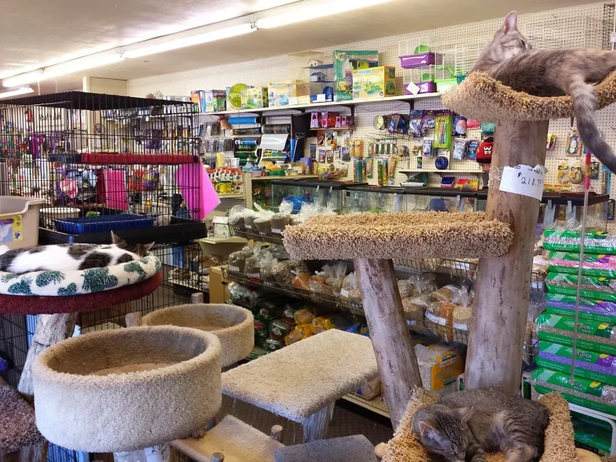 Inside a pet store, cats on cat trees, shelves of pet supplies.