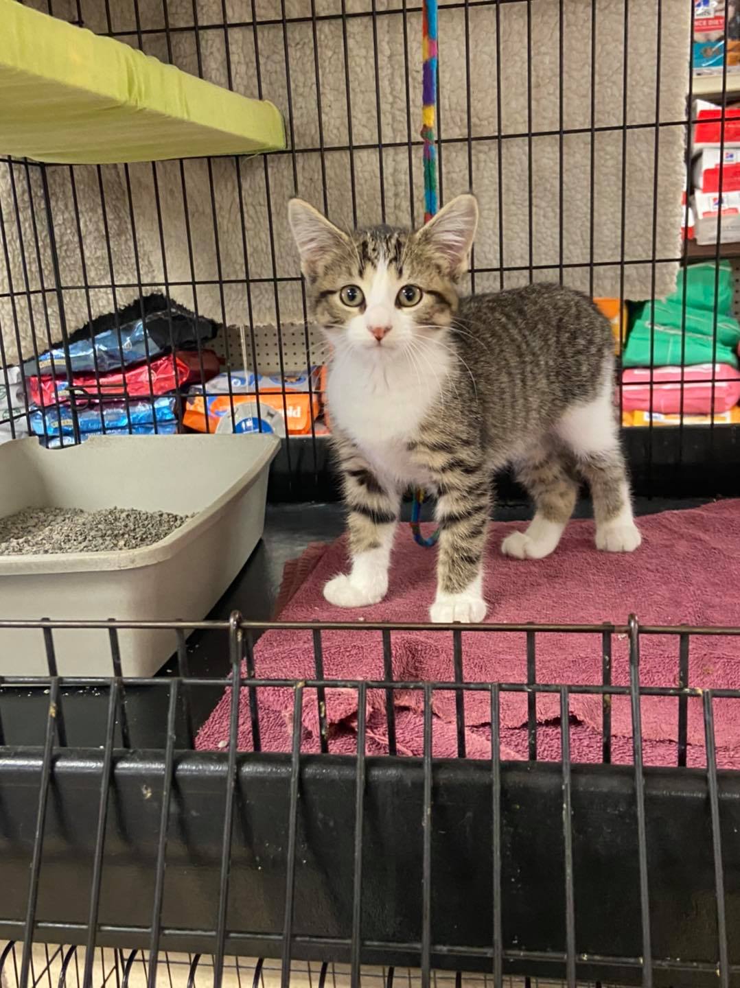 A tabby kitten with white paws stands in a cage, looking at the camera.