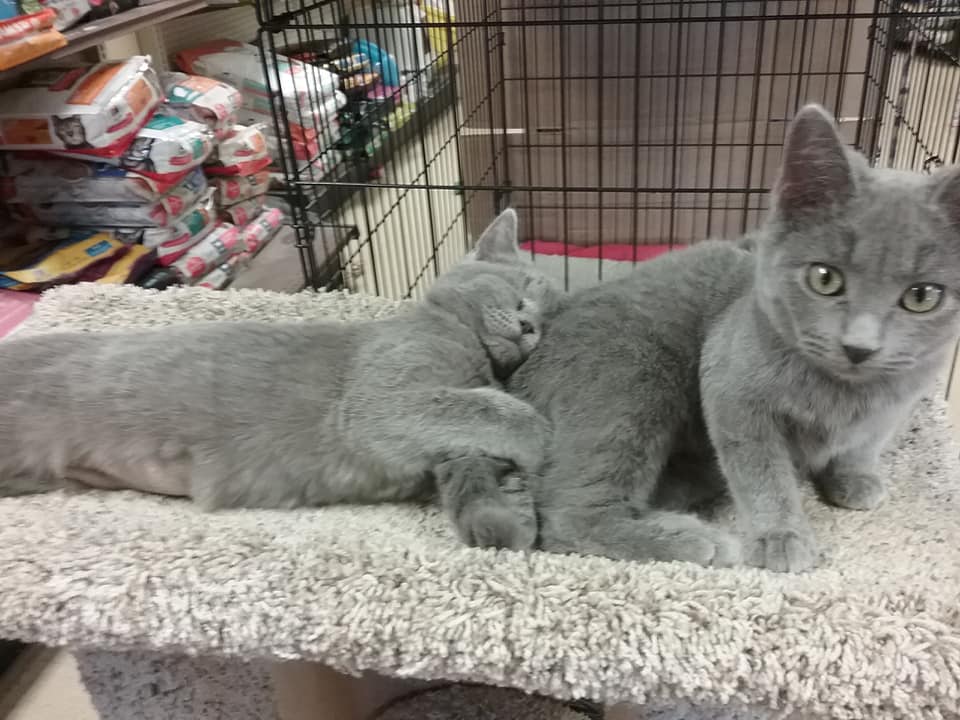 Two gray kittens, one lying down, the other sitting, looking at the viewer.