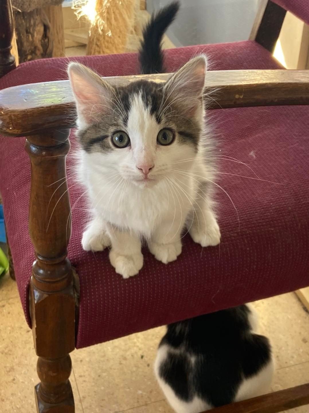 Kitten with white and gray fur sits on a burgundy chair, looking at the camera. Another cat is under the chair.