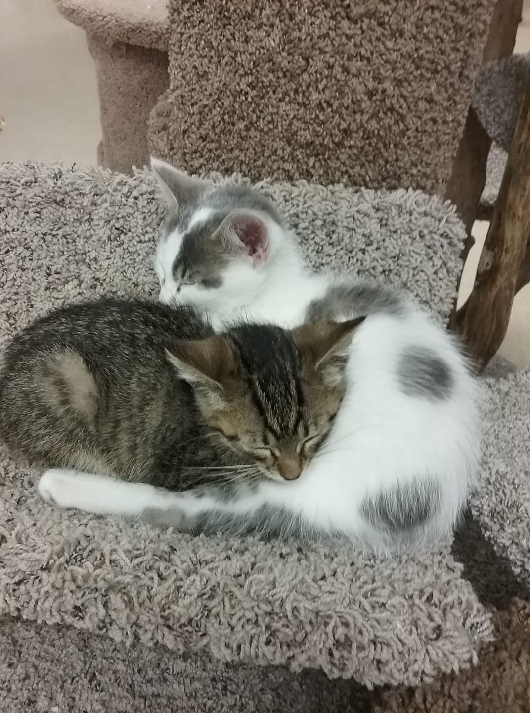 Two kittens curled up asleep on a gray, textured surface; one tabby, one white and gray.