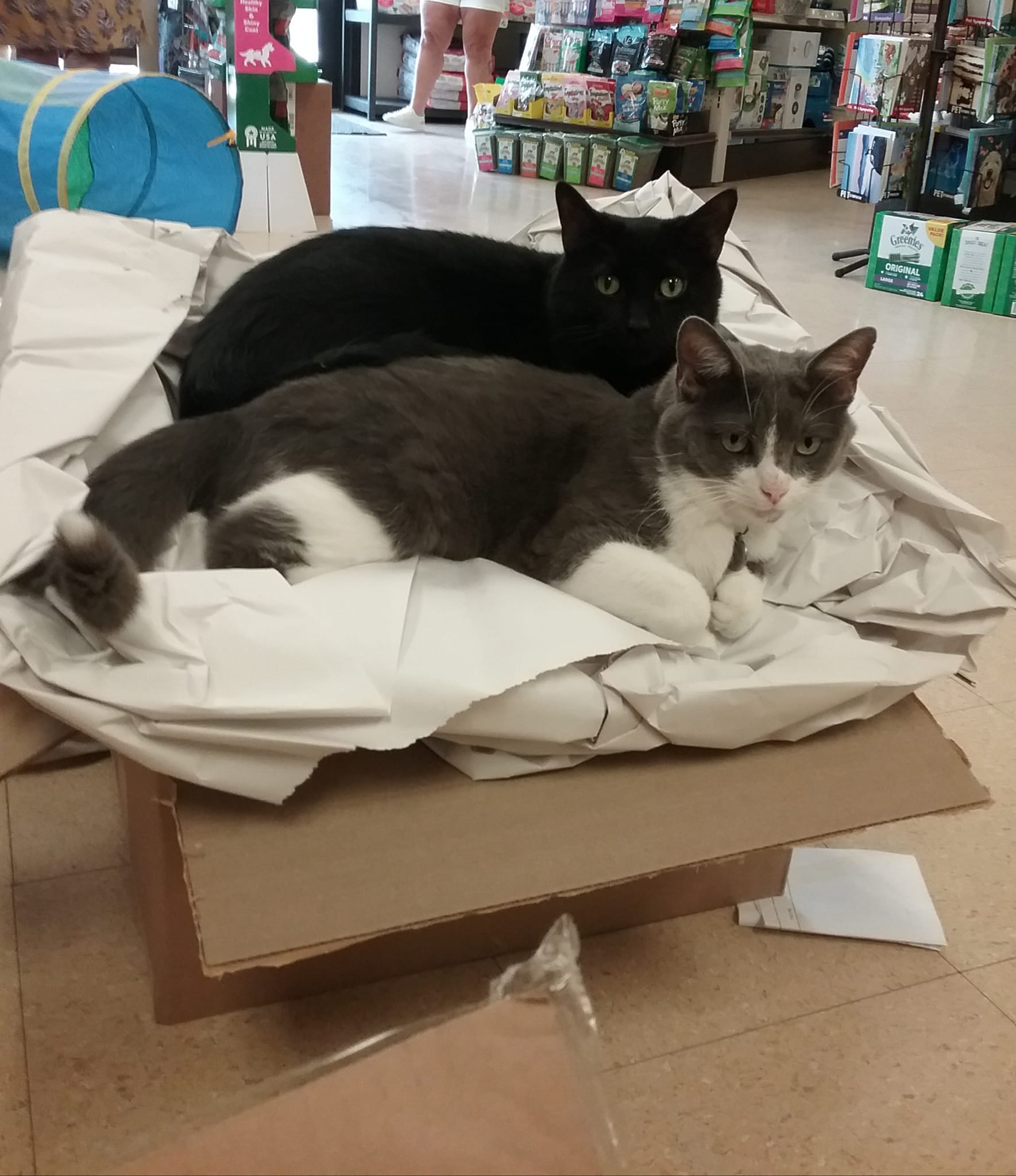Two cats, one black, one gray and white, resting on crumpled paper inside a cardboard box in a pet store.