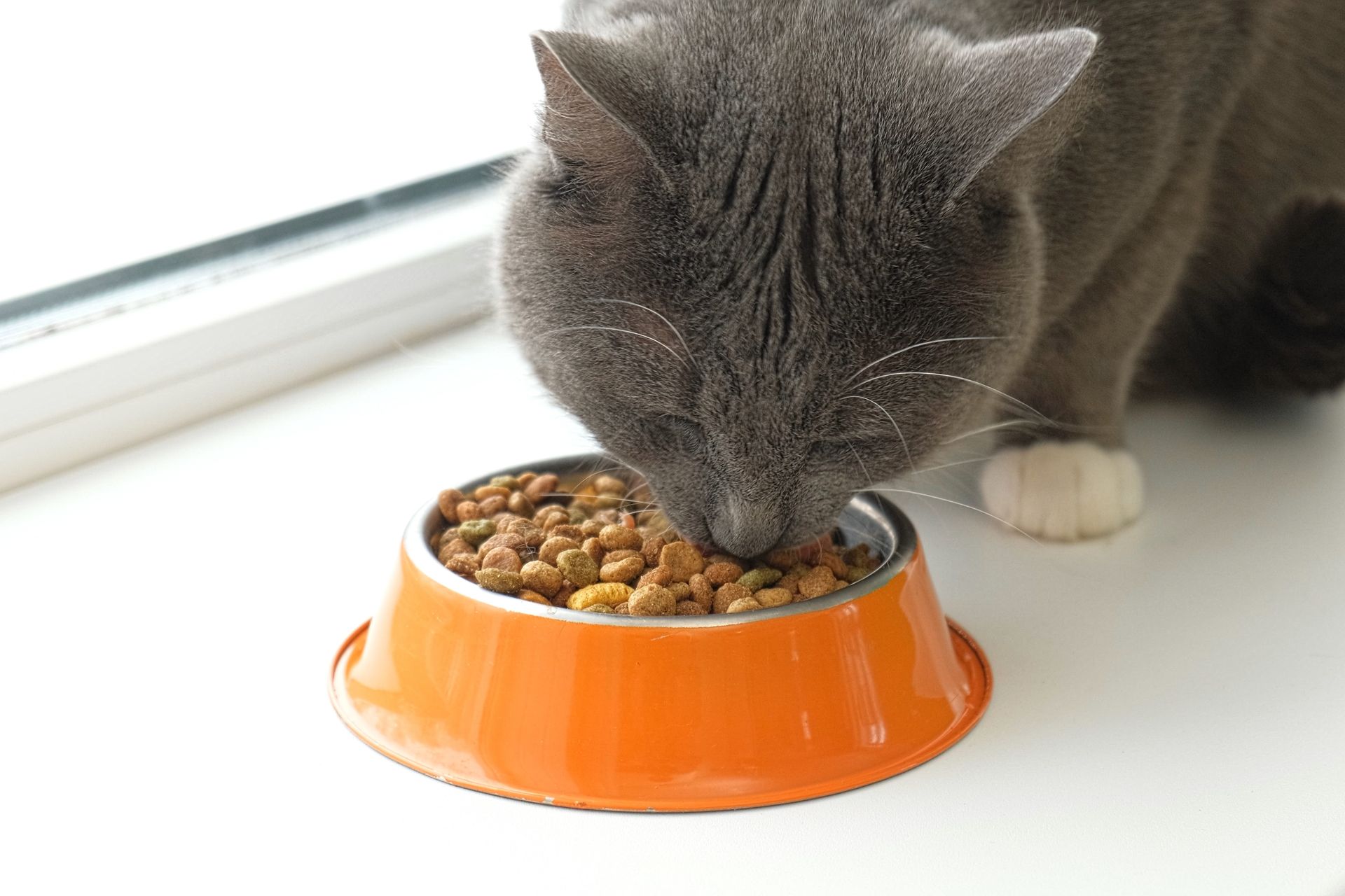 ray cat eating dry kibble from an orange food bowl placed on a windowsill indoors.