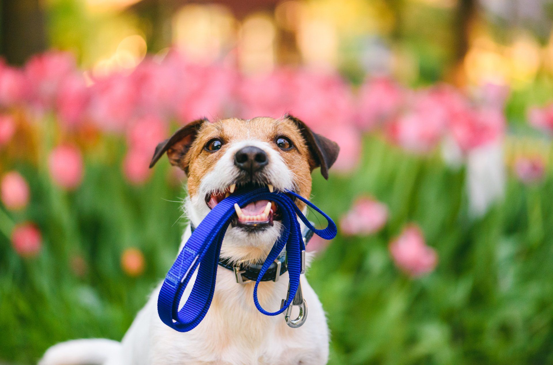 Dog, holding blue leash, smiles in front of pink flowers.